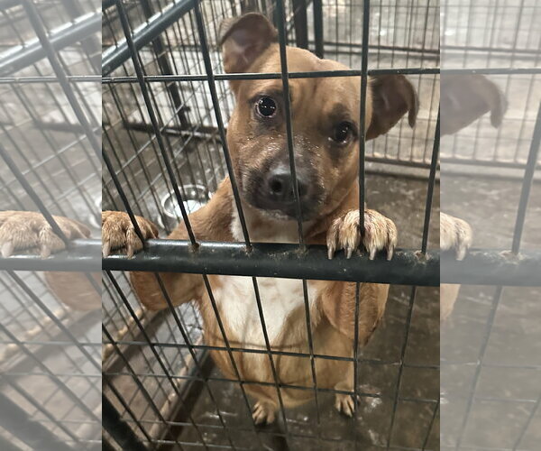 Medium Photo #4 Staffordshire Bull Terrier-Unknown Mix Puppy For Sale in Jackson, MS, USA