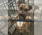 Small #3 Staffordshire Bull Terrier Mix