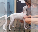 Small #3 Mutt