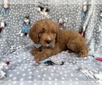 Small #5 Cavapoo (Standard)