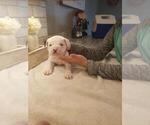 Small Photo #1 American Bulldog Puppy For Sale in ANNISTON, AL, USA