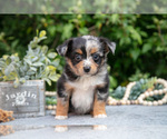 Small #2 Miniature Australian Shepherd