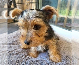 Yorkshire Terrier Puppy for sale in PLACITAS, NM, USA