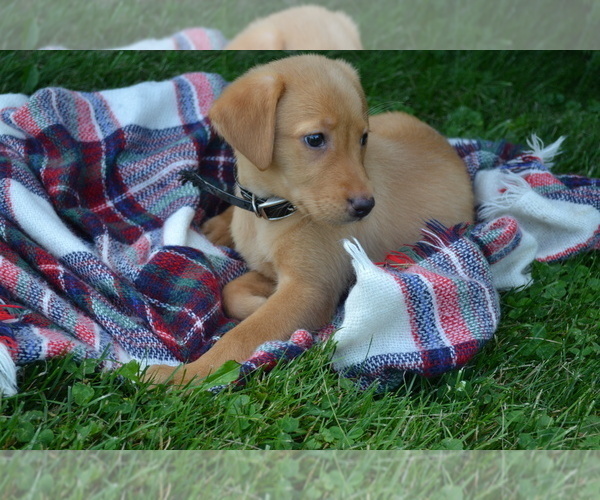 Medium Photo #3 Labrador Retriever Puppy For Sale in GREENWOOD, WI, USA