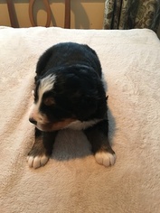 Bernese Mountain Dog Puppy for sale in REDDING, CT, USA