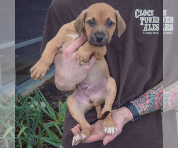 Medium Photo #3 American Staffordshire Terrier-German Shepherd Dog Mix Puppy For Sale in Huntley, IL, USA