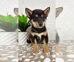 Small #2 Shiba Inu