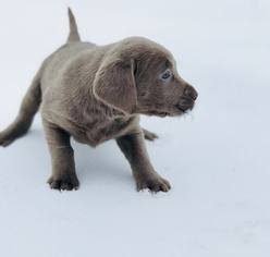 Labrador Retriever Puppy for sale in OMAK, WA, USA