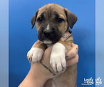 Small #1 Mutt