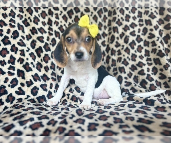 Medium Photo #8 Beagle Puppy For Sale in LAKELAND, FL, USA