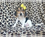 Small #7 Beagle