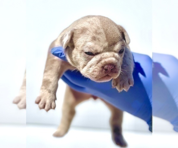 Medium Photo #1 French Bulldog Puppy For Sale in MOBILE, AL, USA