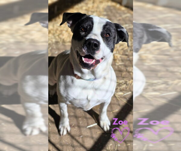 Medium Photo #3 American Pit Bull Terrier-Unknown Mix Puppy For Sale in Monte Vista, CO, USA