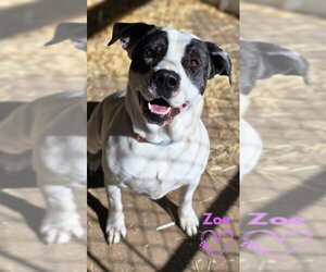 Zoe - Female American Pit Bull Terrier-Unknown Mix Dog for Adoption - Photo #3