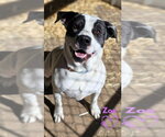 Small #2 American Pit Bull Terrier Mix