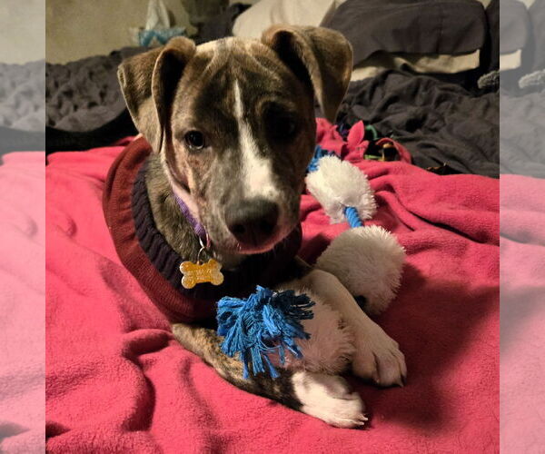 Medium Photo #5 Mutt Puppy For Sale in Fargo, ND, USA