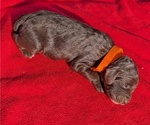 Small Photo #16 Boykin Spaniel-Goldendoodle Mix Puppy For Sale in MORGANTON, NC, USA