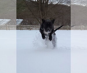 Mutt Dogs for adoption in Hewitt, NJ, USA