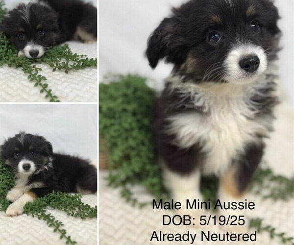 Medium Photo #1 Australian Shepherd Puppy For Sale in STUART, FL, USA