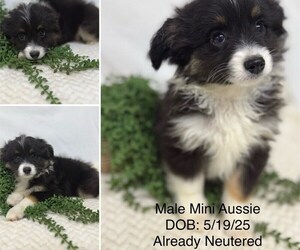 Australian Shepherd Puppy for sale in STUART, FL, USA