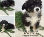 Small Australian Shepherd