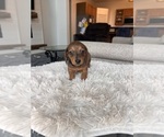 Small #2 Dachshund