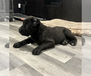 Cane Corso Puppy for sale in PORTLAND, OR, USA