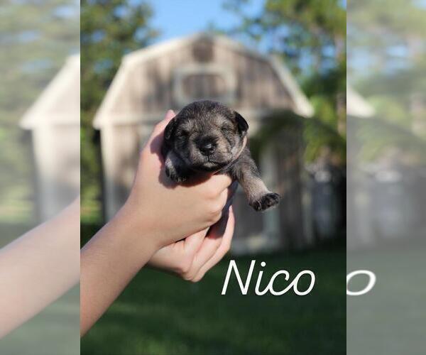 Medium Photo #1 Schnauzer (Miniature) Puppy For Sale in LEHIGH ACRES, FL, USA