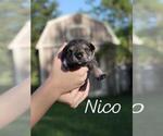 Puppy Nico Schnauzer (Miniature)