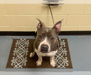 American Pit Bull Terrier Dogs for adoption in Denver, CO, USA