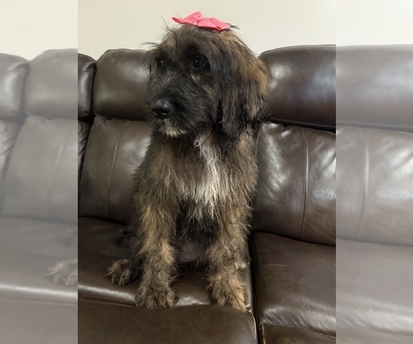 Medium Photo #28 Saint Berdoodle Puppy For Sale in DINWIDDIE, VA, USA