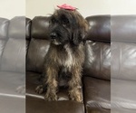 Small Photo #28 Saint Berdoodle Puppy For Sale in DINWIDDIE, VA, USA