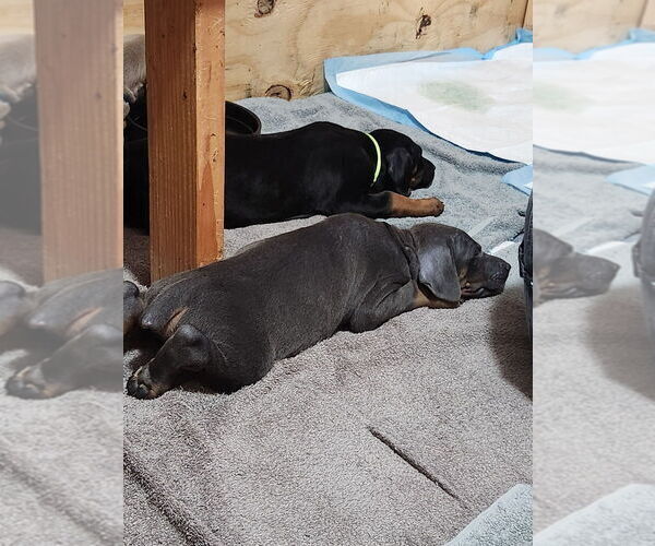 Medium Photo #3 Doberman Pinscher Puppy For Sale in CLINTON, OH, USA