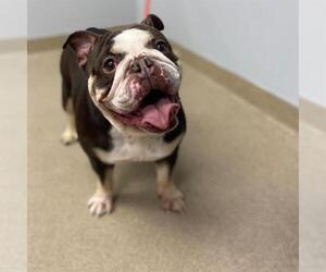 Bulldog Dogs for adoption in Aurora, CO, USA