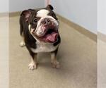 TRINKET - Female Bulldog Dog for Adoption - Small photo