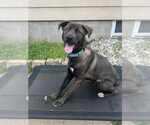 Small #10 Labrador Retriever Mix