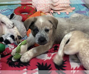 Great Pyrenees-Unknown Mix Dogs for adoption in Minneapolis, MN, USA