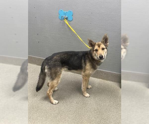 Medium Photo #1 German Shepherd Dog-Unknown Mix Puppy For Sale in Las Vegas, NV, USA
