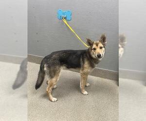 German Shepherd Dog-Unknown Mix Dogs for adoption in Las Vegas, NV, USA