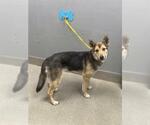 Small German Shepherd Dog Mix