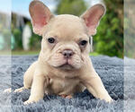 Small Photo #3 French Bulldog Puppy For Sale in HILLSBORO BCH, FL, USA