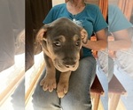 Small Photo #6 American Pit Bull Terrier Puppy For Sale in LODI, CA, USA
