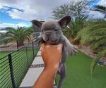 Small Photo #13 French Bulldog Puppy For Sale in N LAS VEGAS, NV, USA