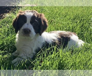 English Springer Spaniel Puppy for sale in MONTOURSVILLE, PA, USA