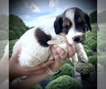 Small Photo #3 English Setterdoodle Puppy For Sale in LIBERTY, KY, USA