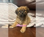 Puppy Peanut Miniature Australian Shepherd-Mutt Mix