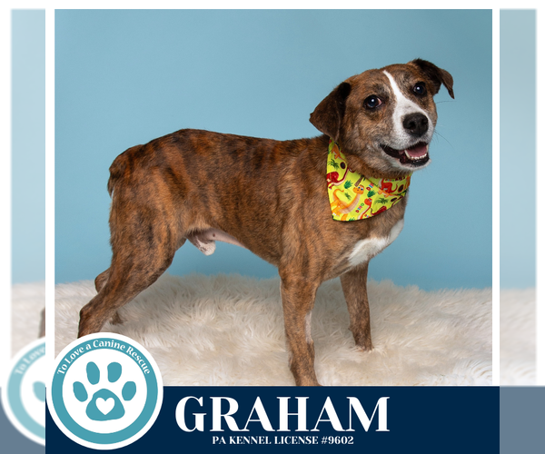 Medium Photo #10 Mutt Puppy For Sale in Kimberton, PA, USA