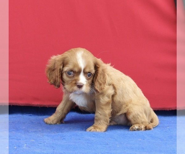 Medium Photo #2 Cavalier King Charles Spaniel Puppy For Sale in MILLERSBURG, OH, USA