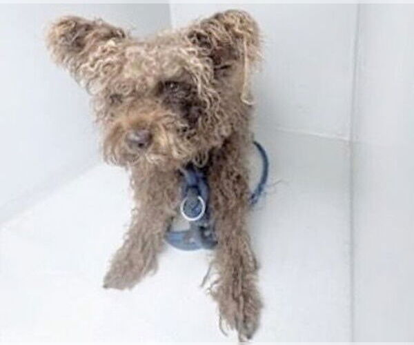 Medium Photo #1 Poodle (Miniature)-Unknown Mix Puppy For Sale in Houston, TX, USA