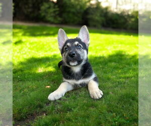 German Shepherd Dog Dogs for adoption in Menifee, CA, USA